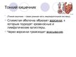Prezentācija 'Пищеварительная система человека', 6.