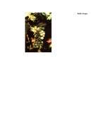 Referāts 'Itālijas vīnu rūpniecība un tradīcijas', 5.