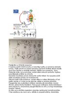 Konspekts 'Parazīti', 2.