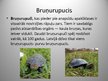 Prezentācija 'Pasaules rāpuļi', 8.