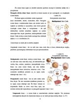 Referāts 'Cilmes šūnu izmantošanas iespējas Latvijā', 12.