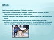 Prezentācija 'Haski suņi', 3.