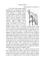 Referāts 'Gotika', 6.