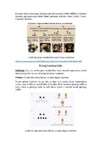 Paraugs 'Starplokusu mijiedarbības veidi', 2.