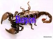 Prezentācija 'Skorpioni', 1.