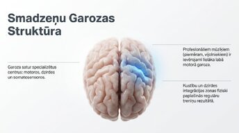 Prezentācija 'Jaunu prasmju apguves neirobioloģija', 4.