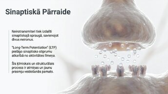 Prezentācija 'Jaunu prasmju apguves neirobioloģija', 7.