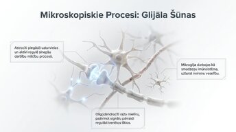 Prezentācija 'Jaunu prasmju apguves neirobioloģija', 8.