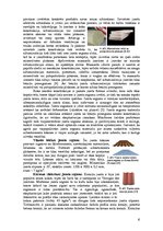 Referāts 'Jumtu veidi', 6.