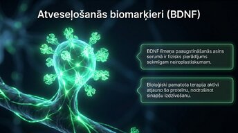 Prezentācija 'Neiroplastiskuma loma atkarības veidošanā un atveseļošanās procesā', 11.