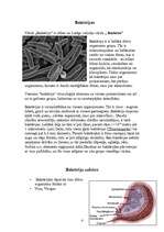 Referāts 'Baktērijas', 4.