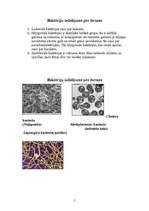 Referāts 'Baktērijas', 5.