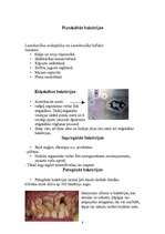 Referāts 'Baktērijas', 8.