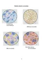 Referāts 'Baktērijas', 10.