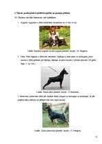 Referāts 'Šķirnes pundurpinčera ģenētisko īpašību un pazīmju pētīšana', 12.