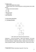Referāts 'Šķirnes pundurpinčera ģenētisko īpašību un pazīmju pētīšana', 13.