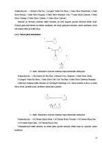 Referāts 'Šķirnes pundurpinčera ģenētisko īpašību un pazīmju pētīšana', 16.