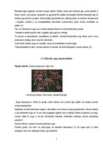 Konspekts 'Ārstniecības augs mārsils', 5.