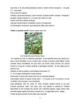 Konspekts 'Ārstniecības augs mārsils', 6.