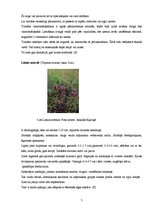 Konspekts 'Ārstniecības augs mārsils', 7.