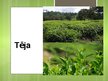 Prezentācija 'Tēja', 1.