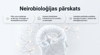 Prezentācija 'Kognitīvo funkciju un smadzeņu arhitektūras izmaiņas', 2.