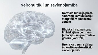 Prezentācija 'Kognitīvo funkciju un smadzeņu arhitektūras izmaiņas', 9.