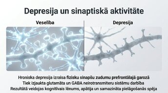 Prezentācija 'Kognitīvo funkciju un smadzeņu arhitektūras izmaiņas', 11.
