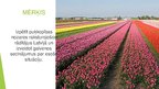 Prezentācija 'Puķkopības nozares raksturojums Latvijā', 3.