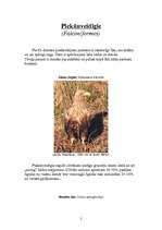 Konspekts 'Piekūni', 2.