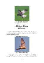 Konspekts 'Piekūni', 3.