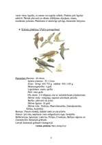 Konspekts 'Piekūni', 4.