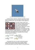 Konspekts 'Piekūni', 5.