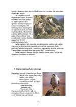 Konspekts 'Piekūni', 6.