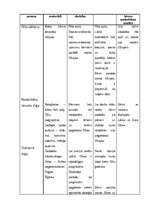 Prakses atskaite 'PII prakse 5 - 7 gadīgiem bērniem', 11.