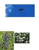 Referāts 'Aktīva pasākuma projekts Abruco Nacionālajā parkā Itālijā', 11.