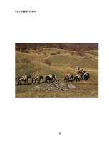 Referāts 'Aktīva pasākuma projekts Abruco Nacionālajā parkā Itālijā', 19.