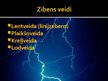 Prezentācija 'Zibens', 5.