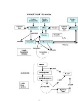 Konspekts 'Metabolisms (vielmaiņa)', 4.