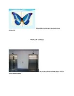 Prezentācija 'Simetrijas matemātikā', 2.