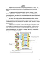 Referāts 'Fermentatīvā katalīze, tās nozīme DNS replikācijas procesā', 8.