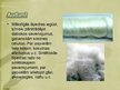 Prezentācija 'Šķiedru noteikšana', 4.