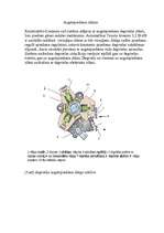 Konspekts 'Automašīnas "Toyota Avensis" dīzeļa iesmidzināšanas sistēma', 3.