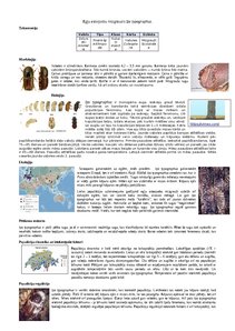 Konspekts 'Egļu astoņzobu mizgrauzis Ips typographus', 1.