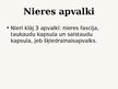 Prezentācija 'Izvadorgānu sistēmas histoloģija', 4.
