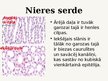 Prezentācija 'Izvadorgānu sistēmas histoloģija', 8.