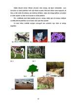 Diplomdarbs 'Spēļu un rotaļu izmantošanas iespējas attieksmes pret dzīvo dabu veidošanā 5–7 g', 46.