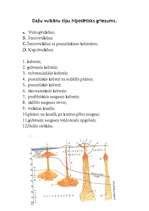 Referāts 'Vulkāni', 6.