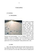 Referāts 'Lūsis', 12.