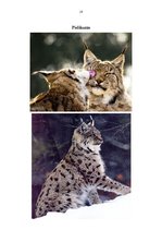 Referāts 'Lūsis', 18.